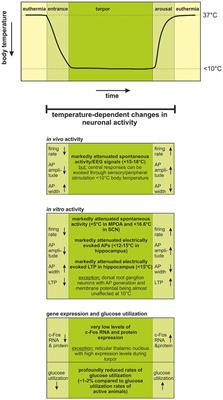 Neuronal Activity in the Hibernating Brain